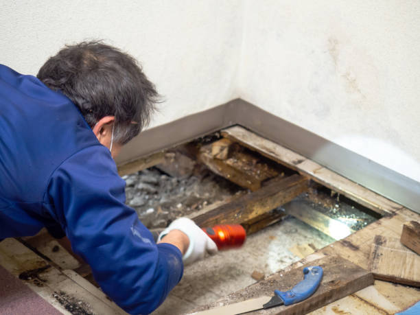 Best Residential Mold Removal  in White Haven, PA
