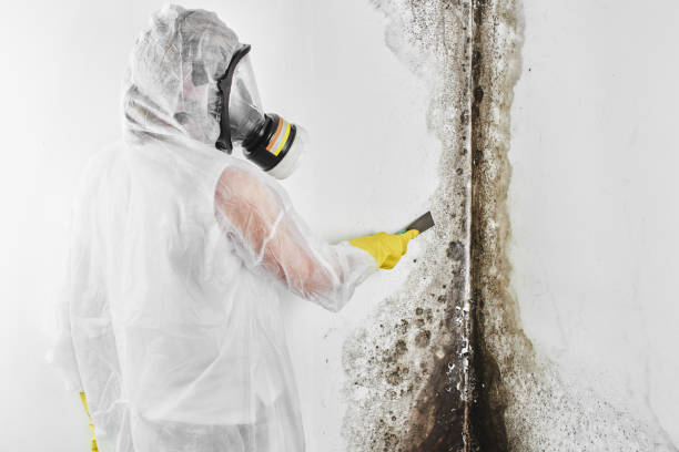 Best Emergency Mold Removal  in White Haven, PA