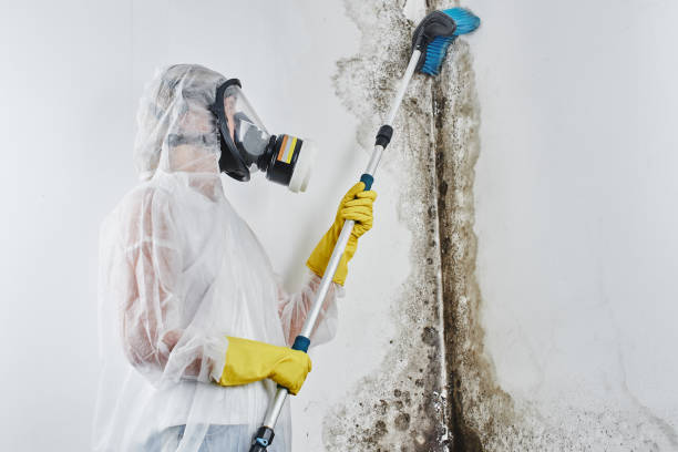 Home Mold Removal in White Haven, PA