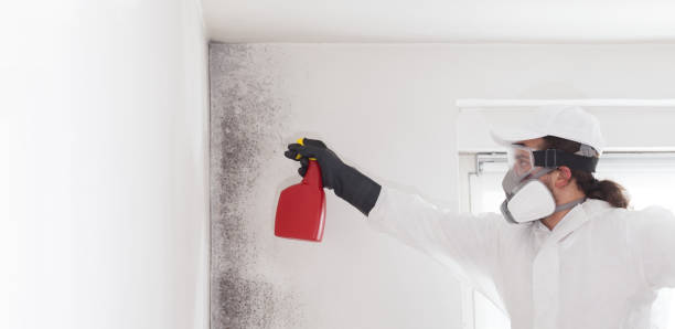Best Black Mold Removal  in White Haven, PA
