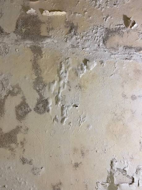 Best Fast Mold Removal  in White Haven, PA