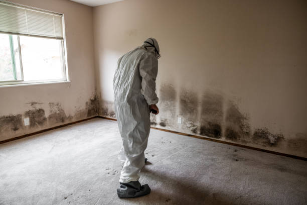 Attic Mold Removal in White Haven, PA