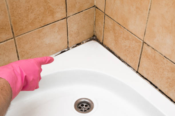 Best Mold Cleaning Services  in White Haven, PA